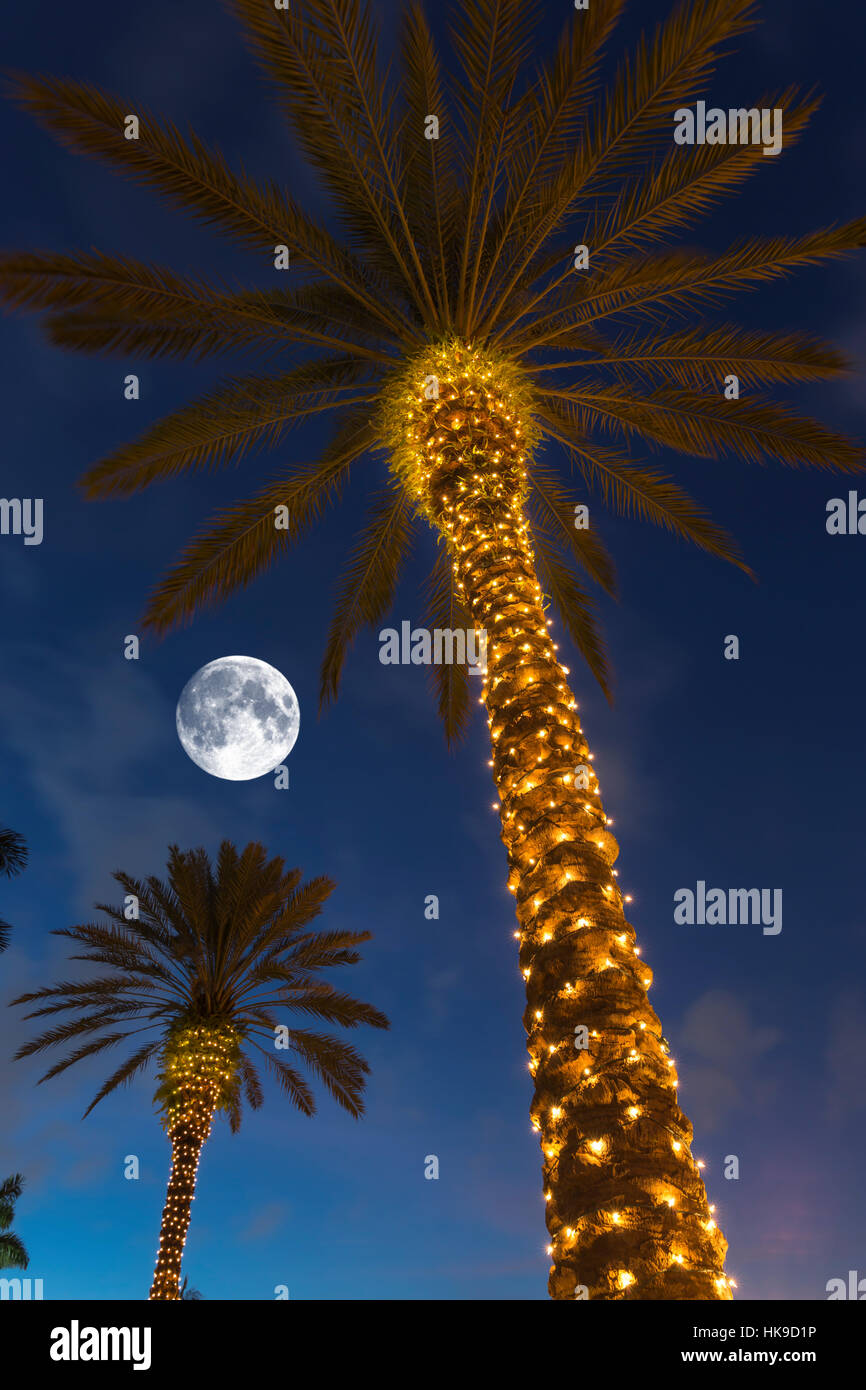 WEIHNACHTSBELEUCHTUNG AUF PALMEN Stockfoto