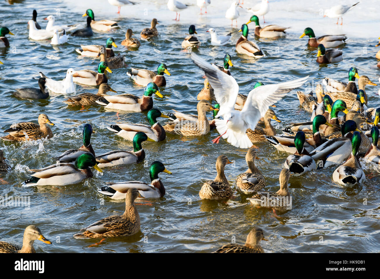 Wilde Enten und Möwen auf dem Wasser im Winter Stockfoto