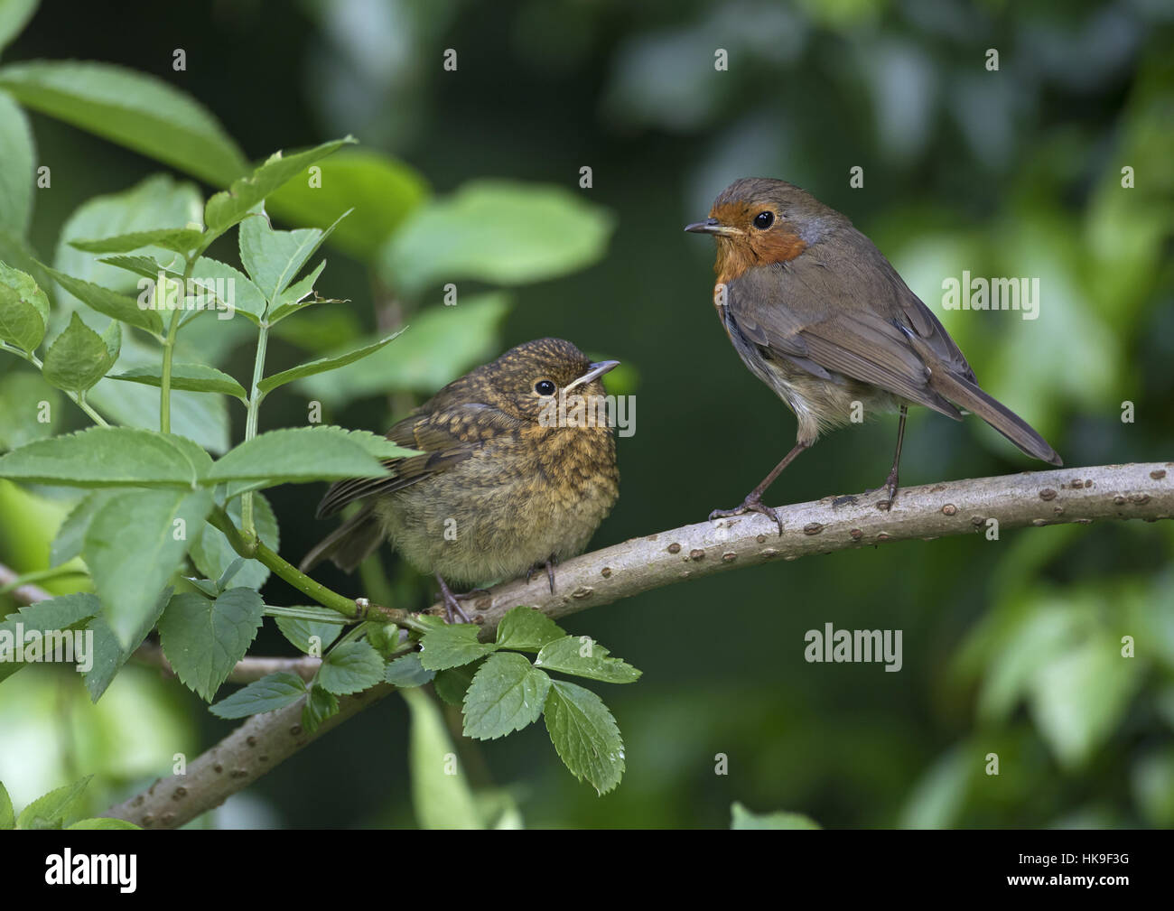 Rotkehlchen (Erithacus Rubecula) Erwachsenen und Jugendlichen auf kleinen älteren Zweig, Sommer, Norfolk UK Stockfoto