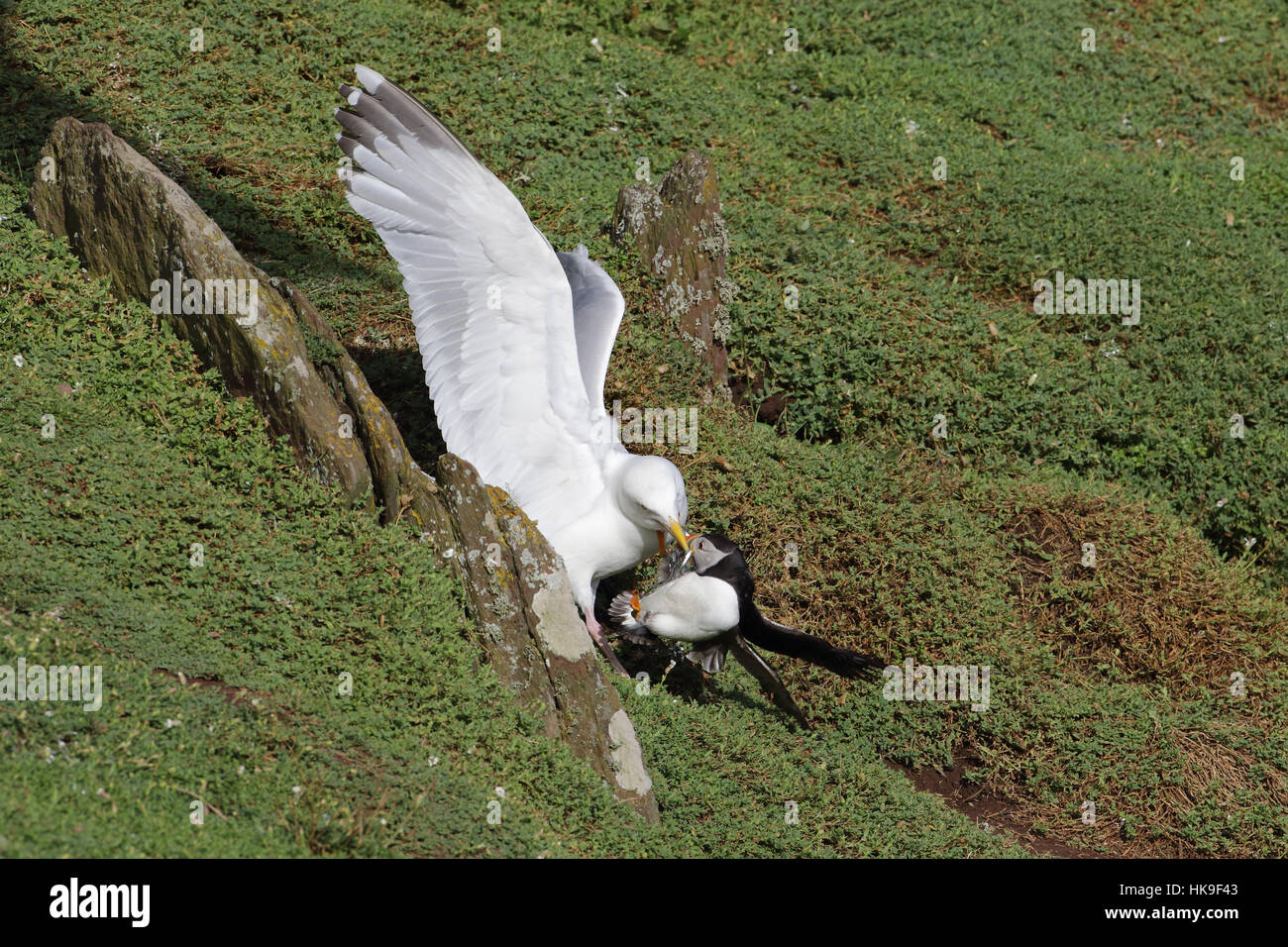 Europäische Silbermöwe (Larus Argentatus) Erwachsenen - Sommer Gefieder, Angriff auf Papageitaucher (Fratercula Artica) Sandaale aus seinem Schnabel zu stehlen.  Juni Stockfoto