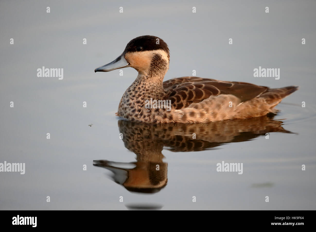 Hottentotten Teal, Anas Hottentota, einziger Vogel auf dem Wasser, Südafrika, August 2015 Stockfoto