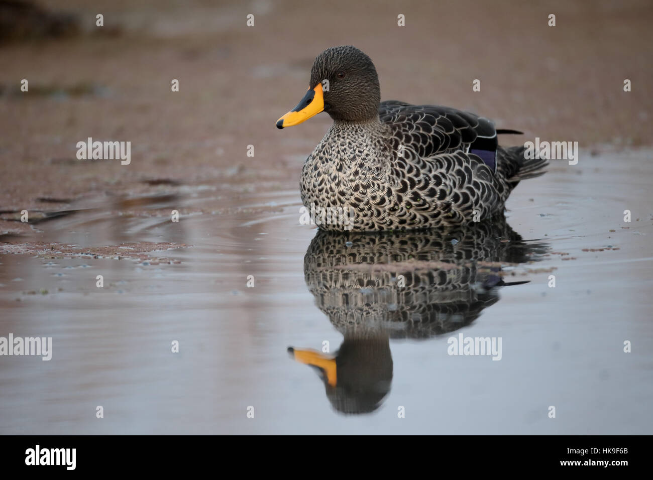 Gelb-billed Ente, Anas Undulata, einzelne Vogel auf dem Wasser, Südafrika, August 2015 Stockfoto