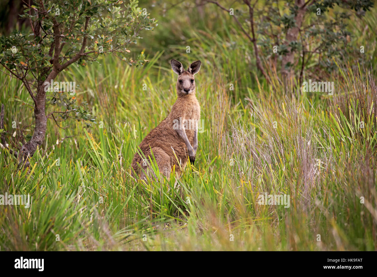 Östliche graue Känguru (Macropus Giganteus), Erwachsene Warnung, Merry Strand, Murramarang Nationalpark, New South Wales, Australiar Stockfoto