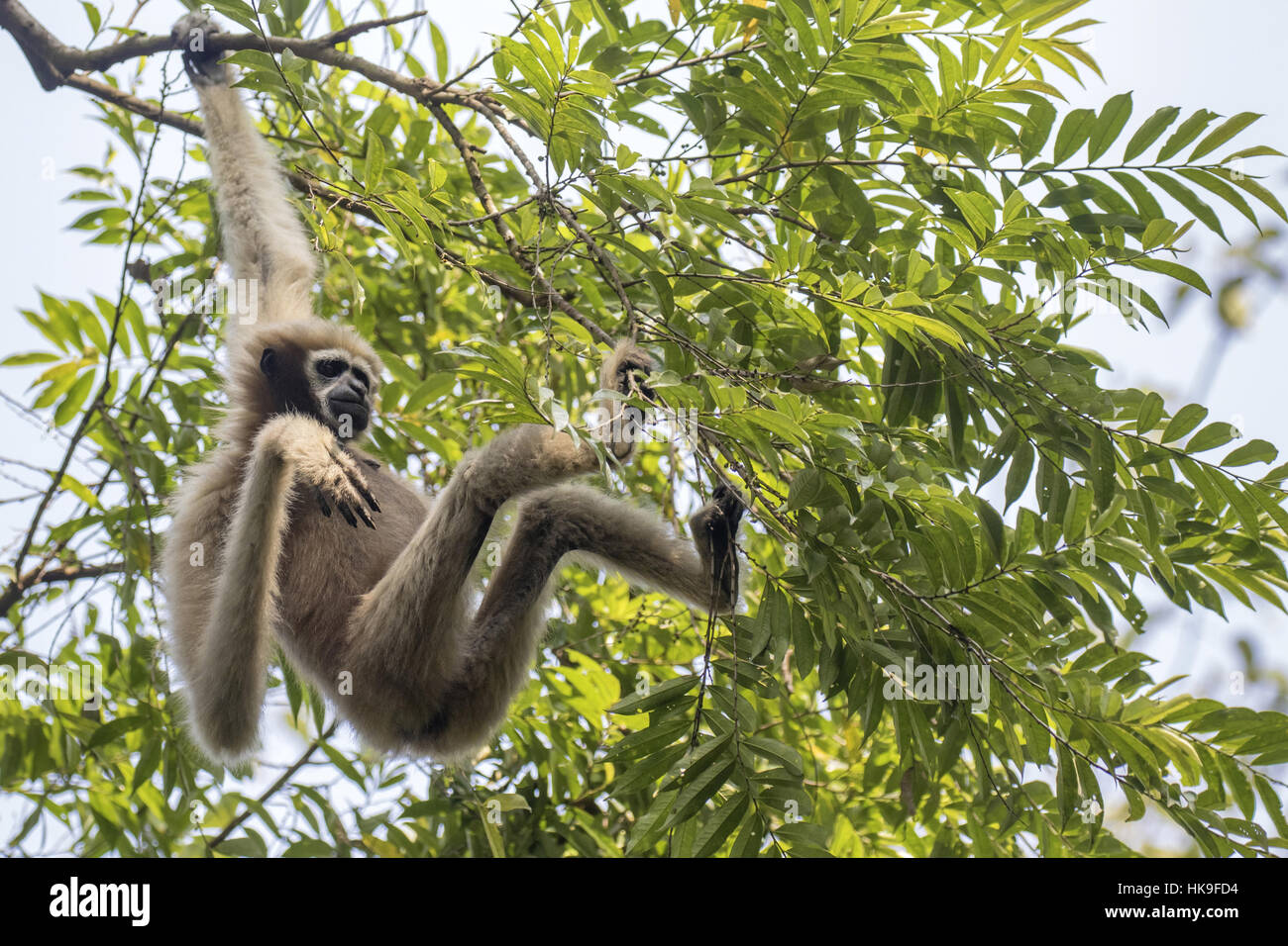 Westlichen Hoolock Gibbon (Hoolock Hoolock), erwachsenes Weibchen hängen im Baum, Hoollongapar Gibbon Heiligtum, Assam, Indien, April Stockfoto