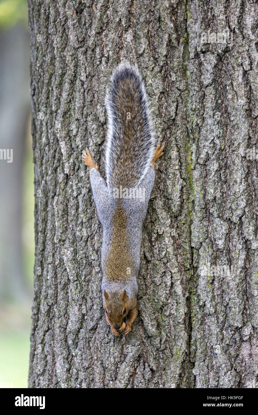 Östliche graue Eichhörnchen (Sciurus Carolinensis), Erwachsene absteigend Baumstamm und ernähren sich von Nuss, Montreal, Provinz Quebec, Kanada, Oktober Stockfoto