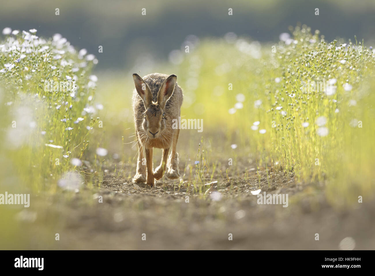 Feldhase (Lepus Europaeus) für Erwachsene, die entlang der Strecke durch blühende Leinsaat Ernte, South Norfolk, Großbritannien. Juli. Stockfoto