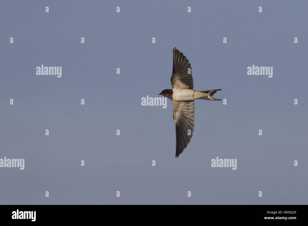 Rauchschwalbe (Hirundo Rustica) Erwachsenfrau, fliegen, Suffolk, England, September Stockfoto