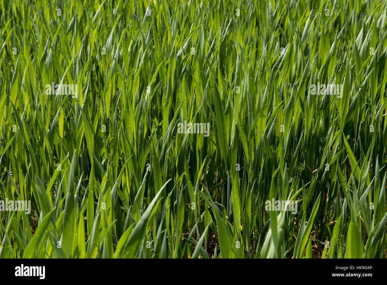 Junge bärtige Weizenernte auf Stufe 30, Berkshire, Mai Stockfoto