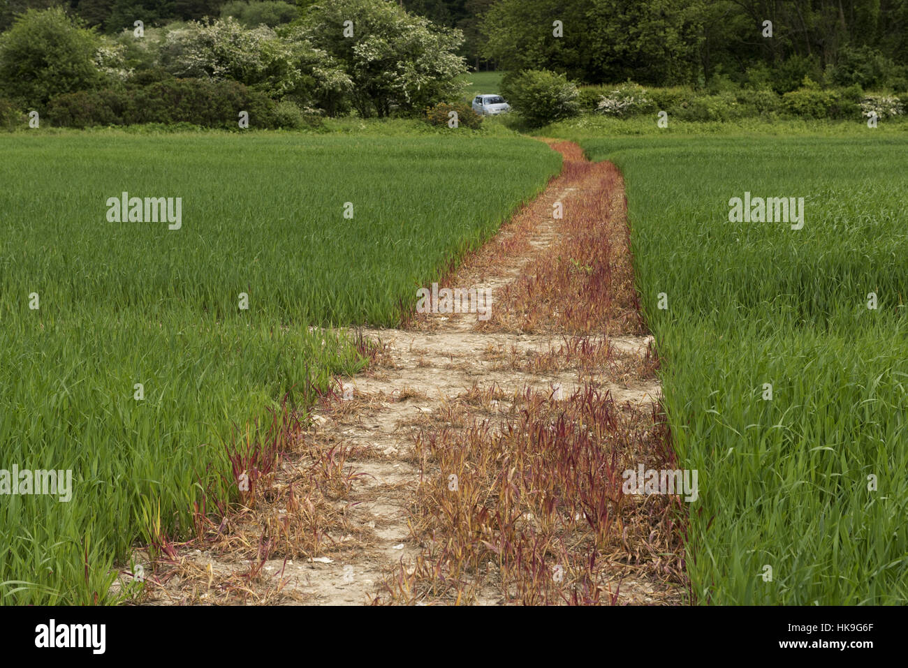 Ein Fußweg ab mit Glyphosat besprüht und Schnitt durch eine Ernte von jungen Hafer, Juni, Berkshire Stockfoto