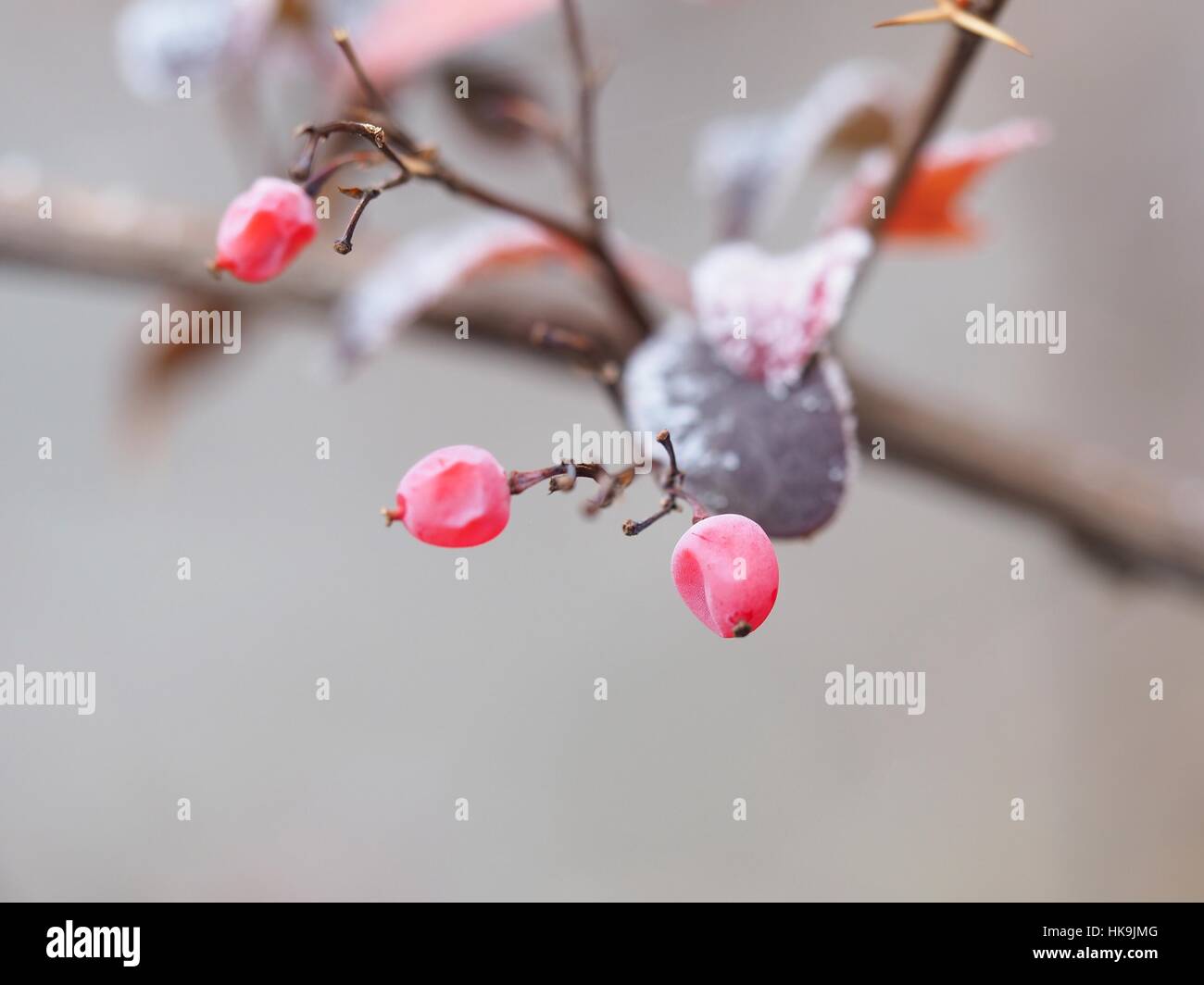 Gefrorene Beeren im Winter Stockfoto