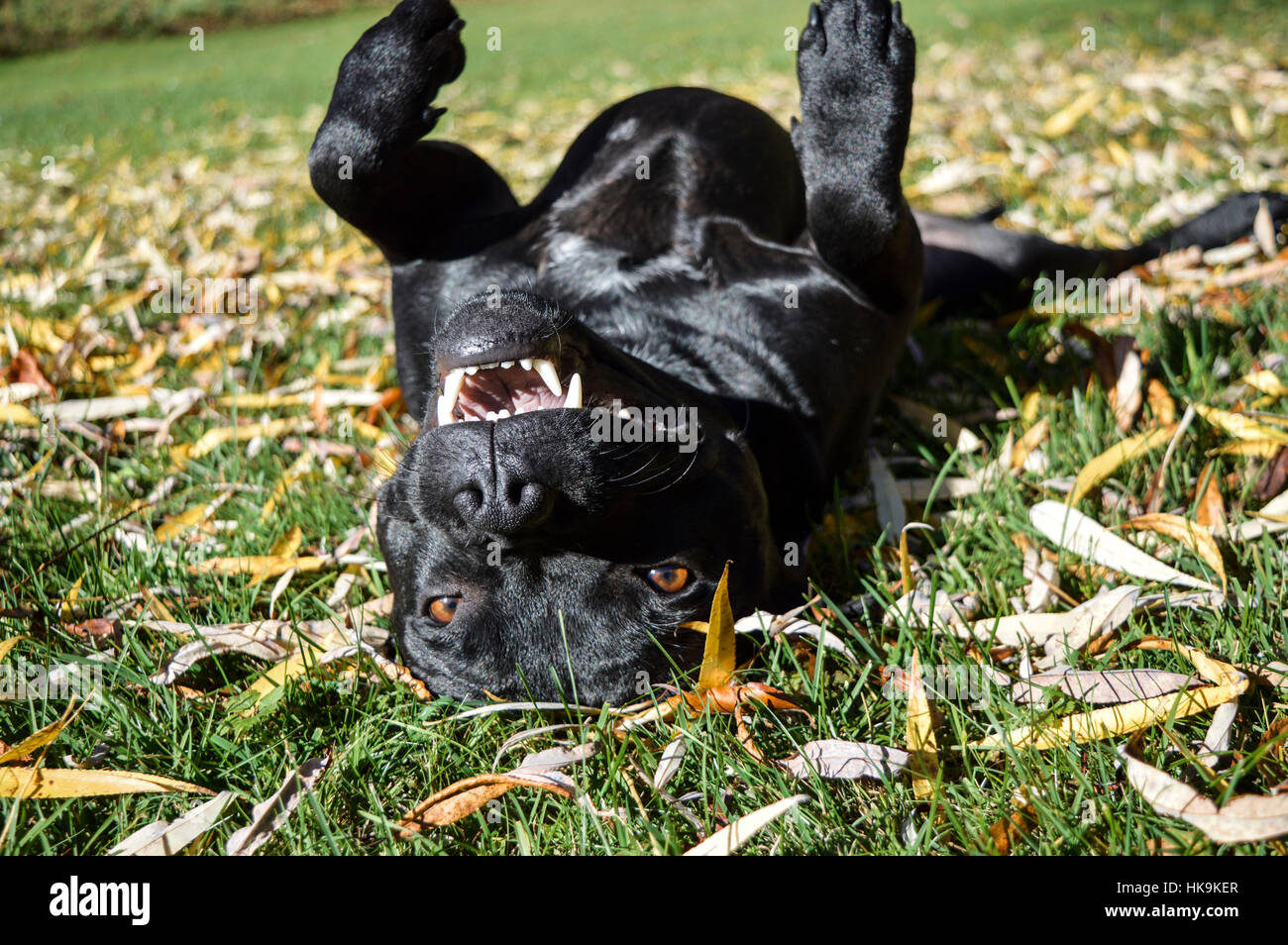 Hund: Stawforshire Bullterrier Stockfoto
