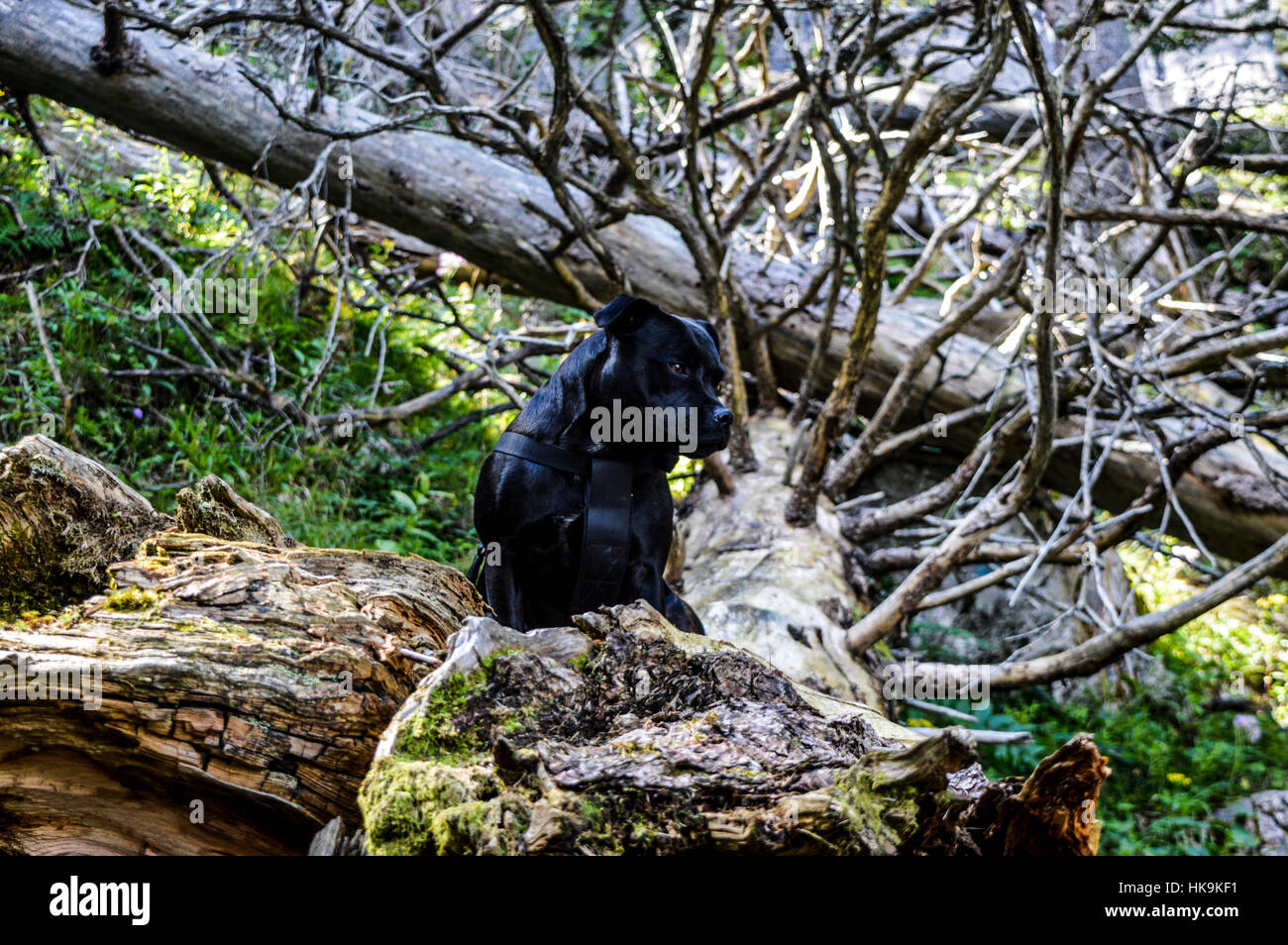 Hund: Stawforshire Bullterrier Stockfoto