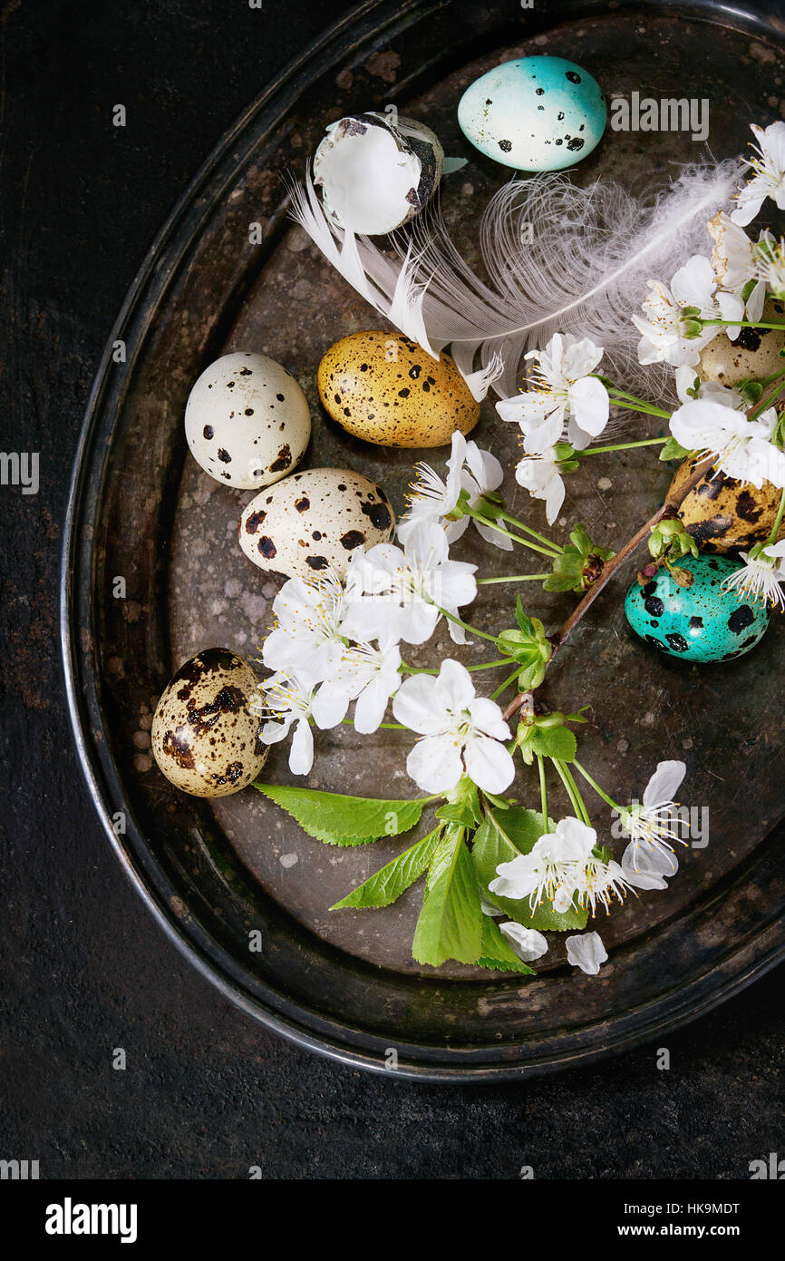 Dekor bunte Ostern Wachteleier mit Frühlingsblumen Kirsche, Moos und Vogel Feder auf Vintage Metalltablett über schwarze Textur Hintergrund. Dunkle rustikale st Stockfoto