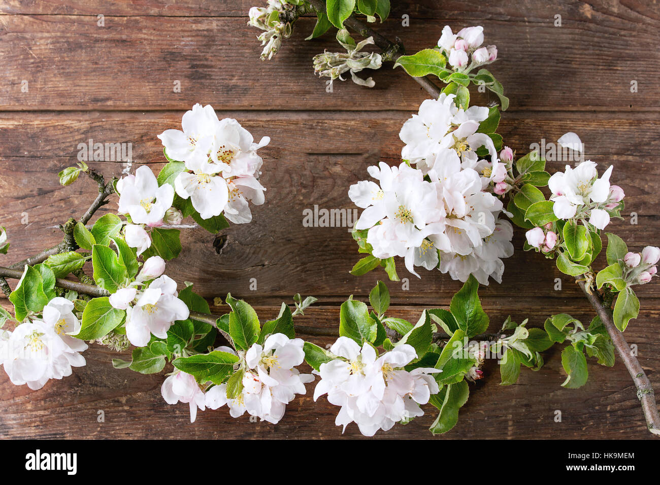 Dekor bunte Ostern-Wachteleier mit Frühling Blüte Zweig mit Kirschblüten Blumen über alten hölzernen Hintergrund. Ansicht von oben. Stockfoto