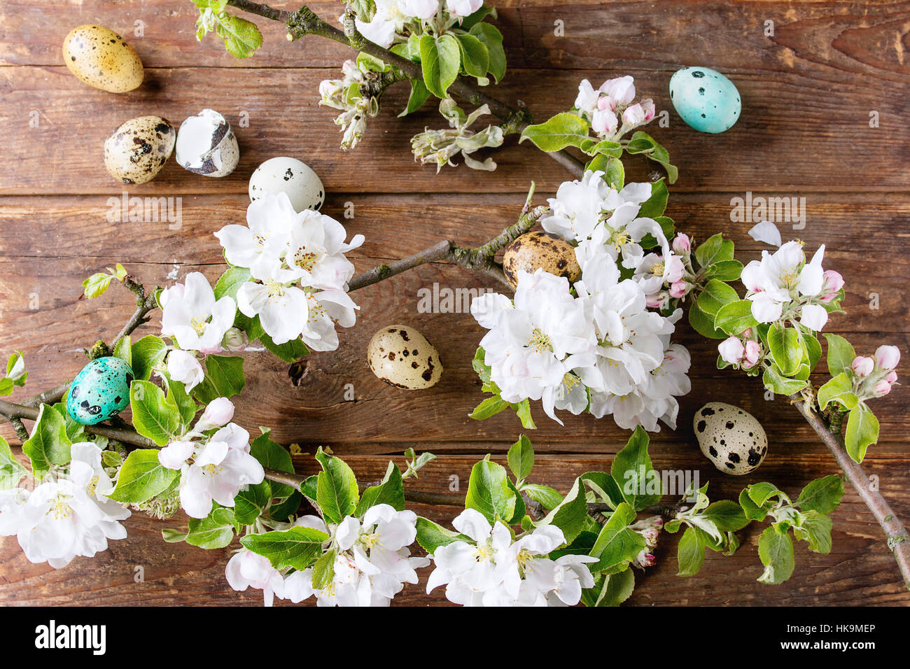 Dekor bunte Ostern-Wachteleier mit Frühling Blüte Zweig mit Kirschblüten Blumen über alten hölzernen Hintergrund. Ansicht von oben. Stockfoto