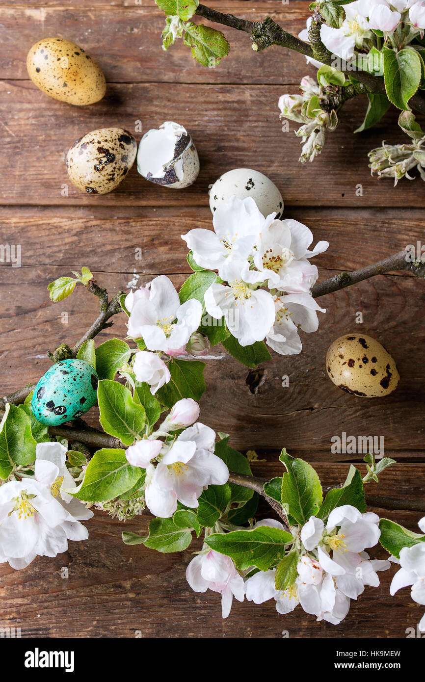 Dekor bunte Ostern-Wachteleier mit Frühling Blüte Zweig mit Kirschblüten Blumen über alten hölzernen Hintergrund. Ansicht von oben. Stockfoto