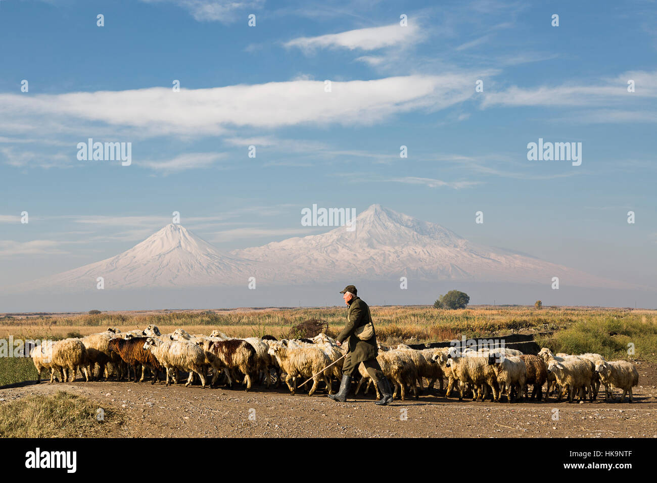 Herde von Schafen und Hirten mit den beiden Gipfeln des Berges Ararat im Hintergrund in Yerevan, Armenien Stockfoto
