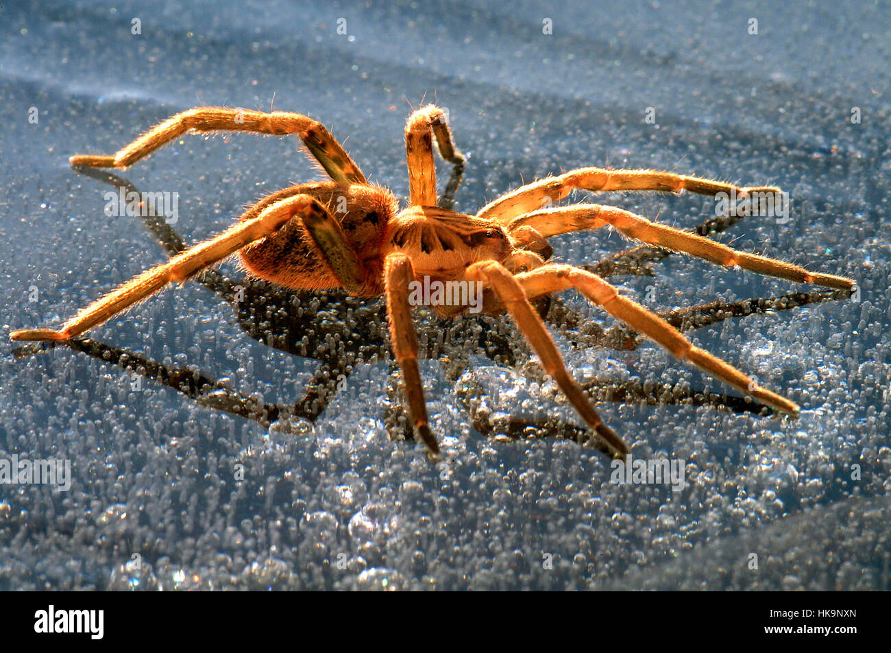 Amazon Spinne Stockfotos und -bilder Kaufen - Alamy