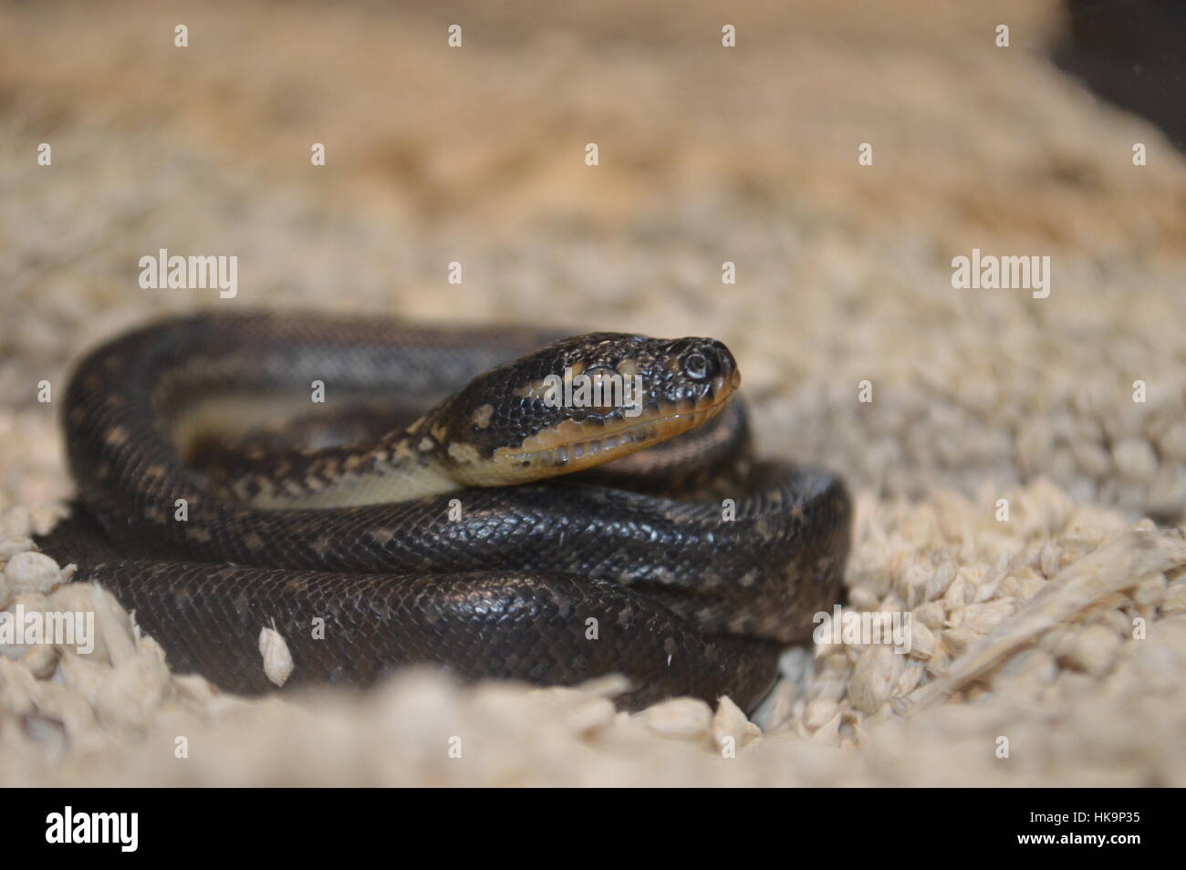 Diamant-Python Stockfoto