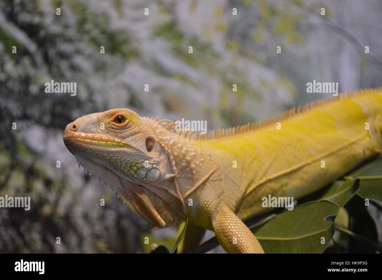 Albino grüner Leguan (Iguana Iguana) Stockfoto
