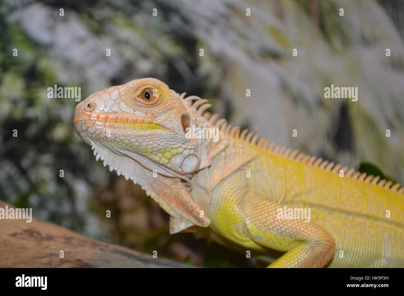 Albino grüner Leguan (Iguana Iguana) Stockfoto
