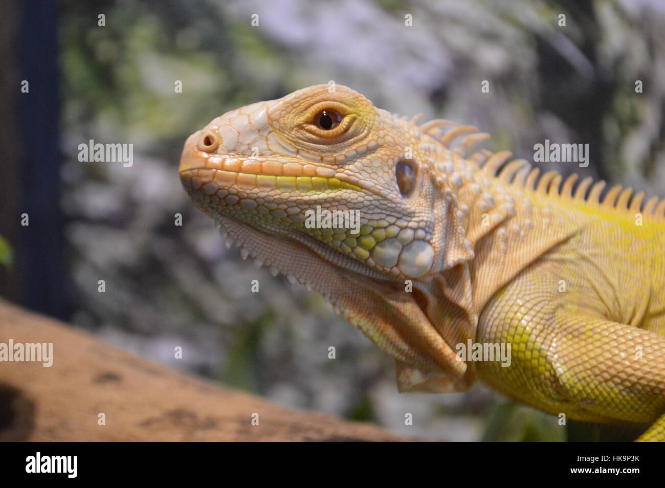 Albino grüner Leguan (Iguana Iguana) Stockfoto