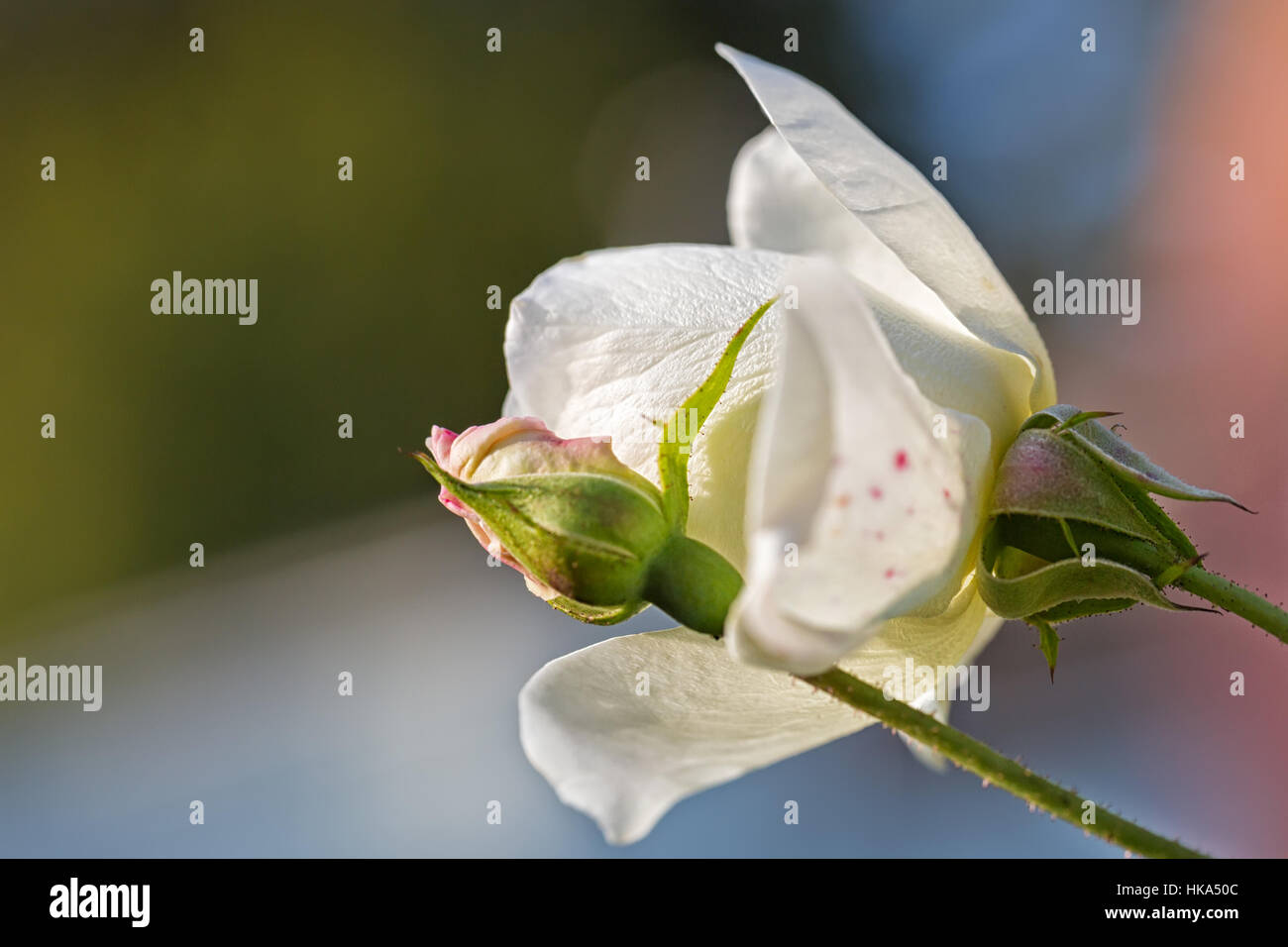 Pfirsich farbigen rose Knospe mit grünen Blätter mit de-fokussierte weiße rose Blume Blüte auf einem farbigen Hintergrund, sehr flachen Fokus Stockfoto