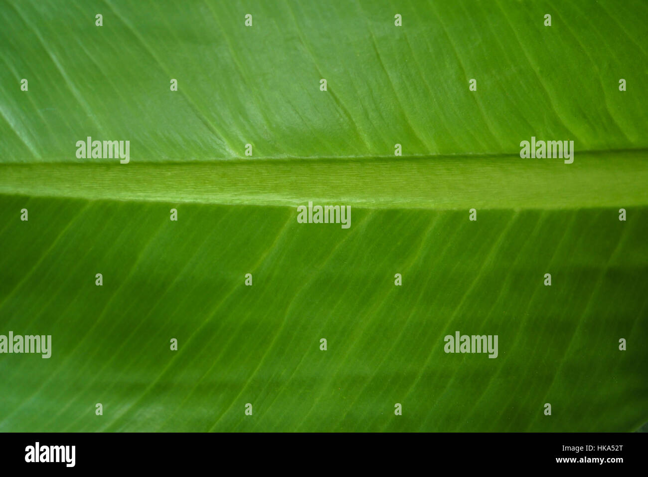 Nahaufnahme von Banane Blatt Textur Hintergrund. Stockfoto
