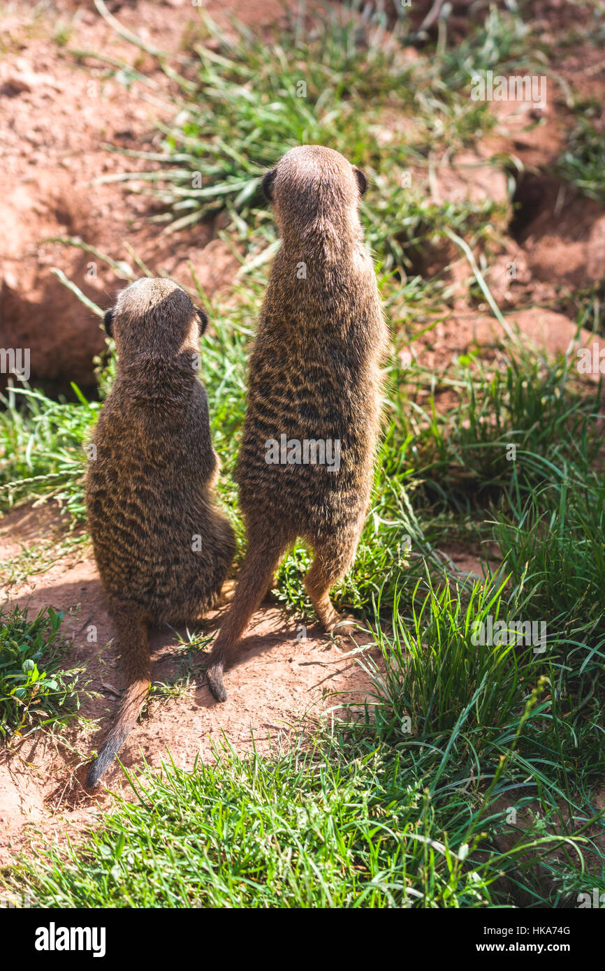 Zwei Erdmännchen (suricata suricatta) sind auf dem Boden, beobachten Stockfoto