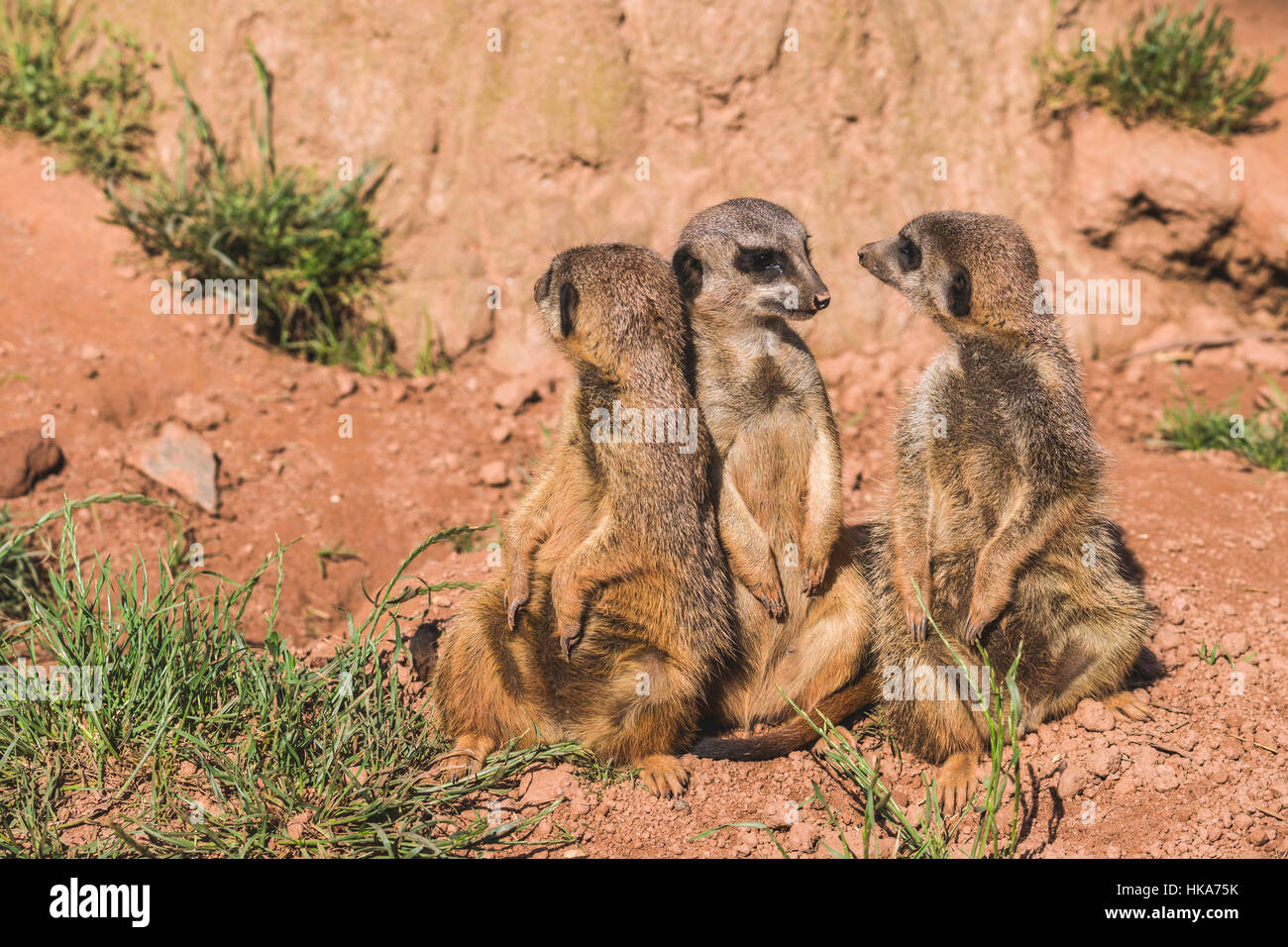 Drei Erdmännchen (suricata suricatta) sind auf dem Boden sitzend, beobachten Stockfoto