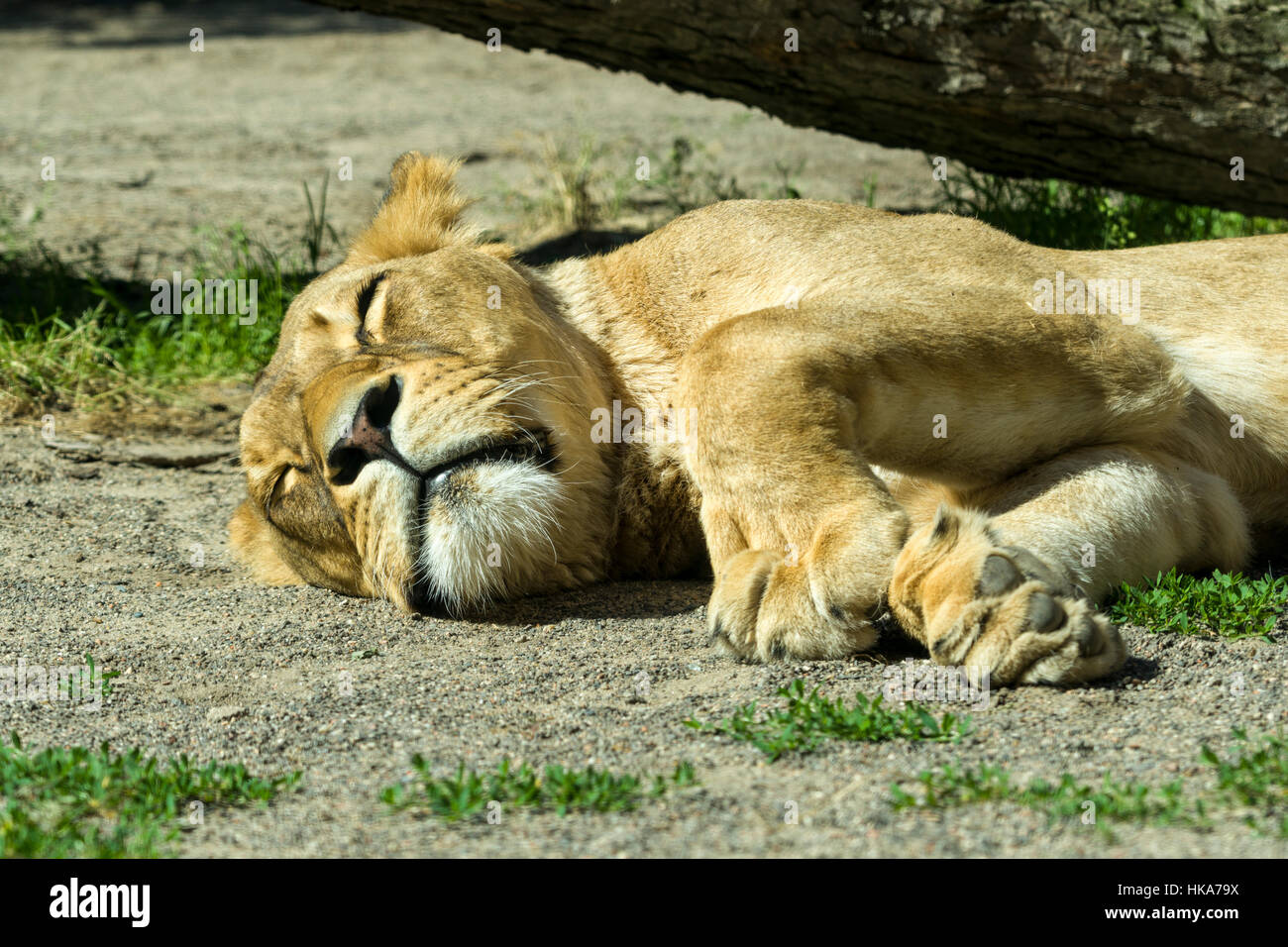 Einen weiblichen afrikanischen Löwen (Panthera Leo) ist auf dem Boden schlafen. Stockfoto
