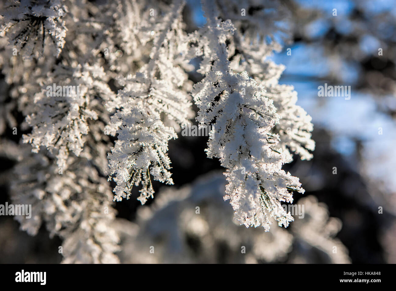 Weisse Kiefer Aste Stockfotos Und Bilder Kaufen Alamy