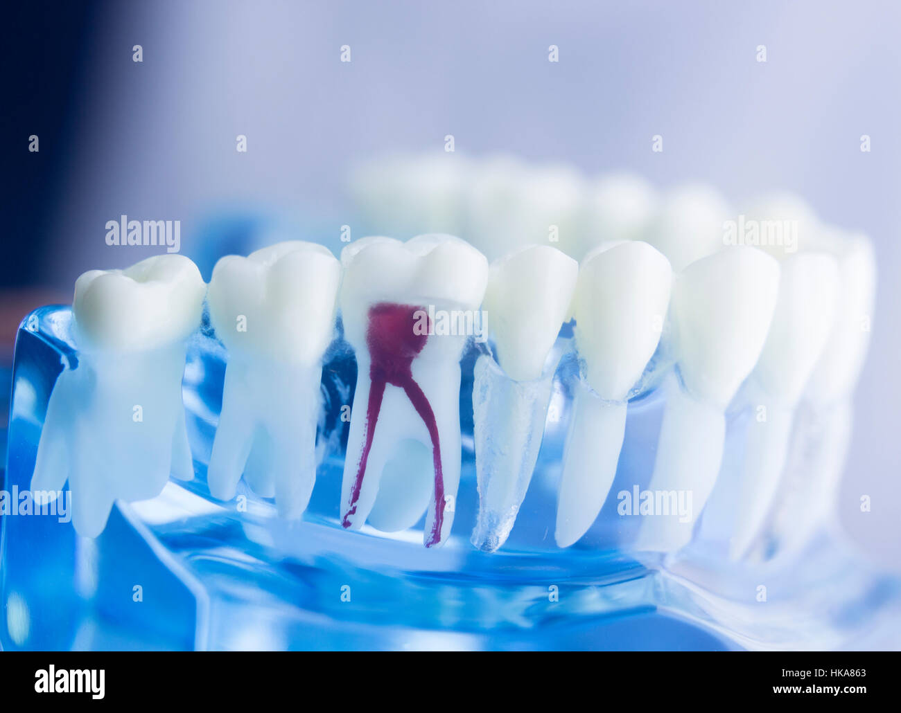 Dental Zahn Zahnmedizin Lernerfolge Lehrmodell zeigt Zähne, Wurzeln