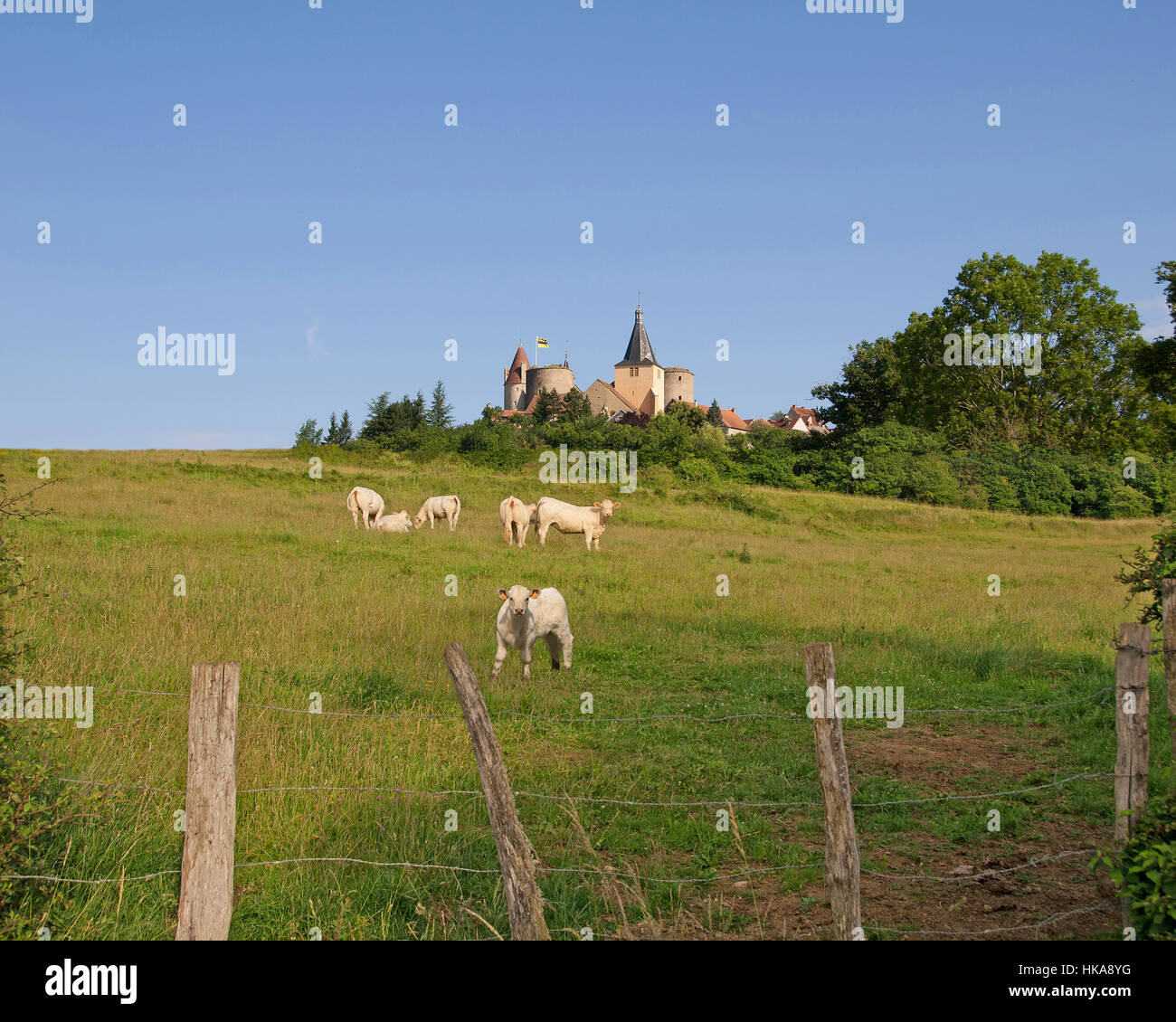 Charolais-Kühe auf einer Weide in der Nähe der französischen Burg Chateauneuf in Burgund Stockfoto
