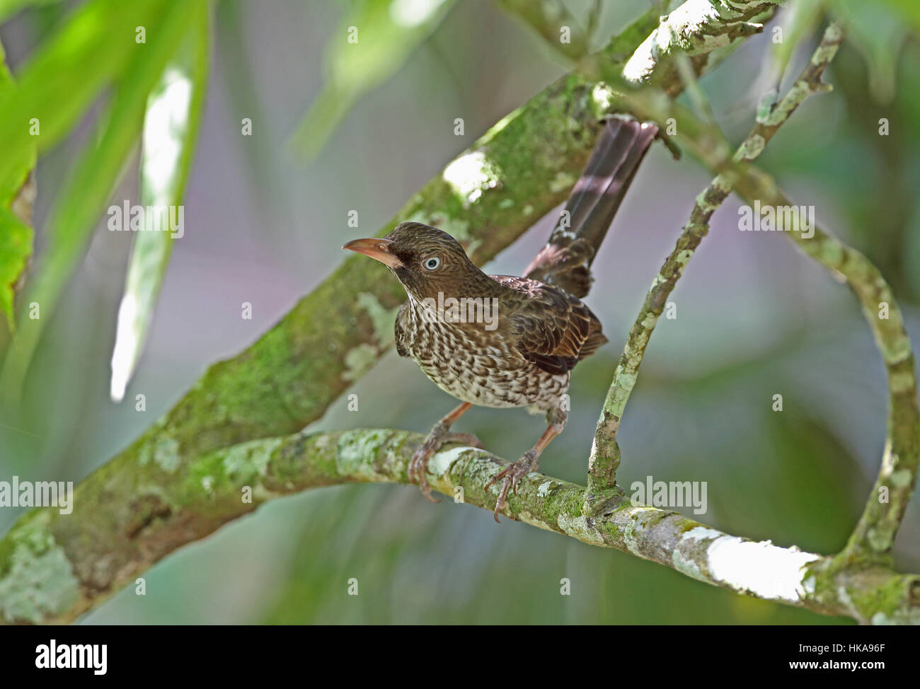 Pearly-eyed Thrasher (Margarops Fuscartus Klinikowskii) Erwachsenen Fond Doux Plantage, St. Lucia, kleine Antillen, November Stockfoto