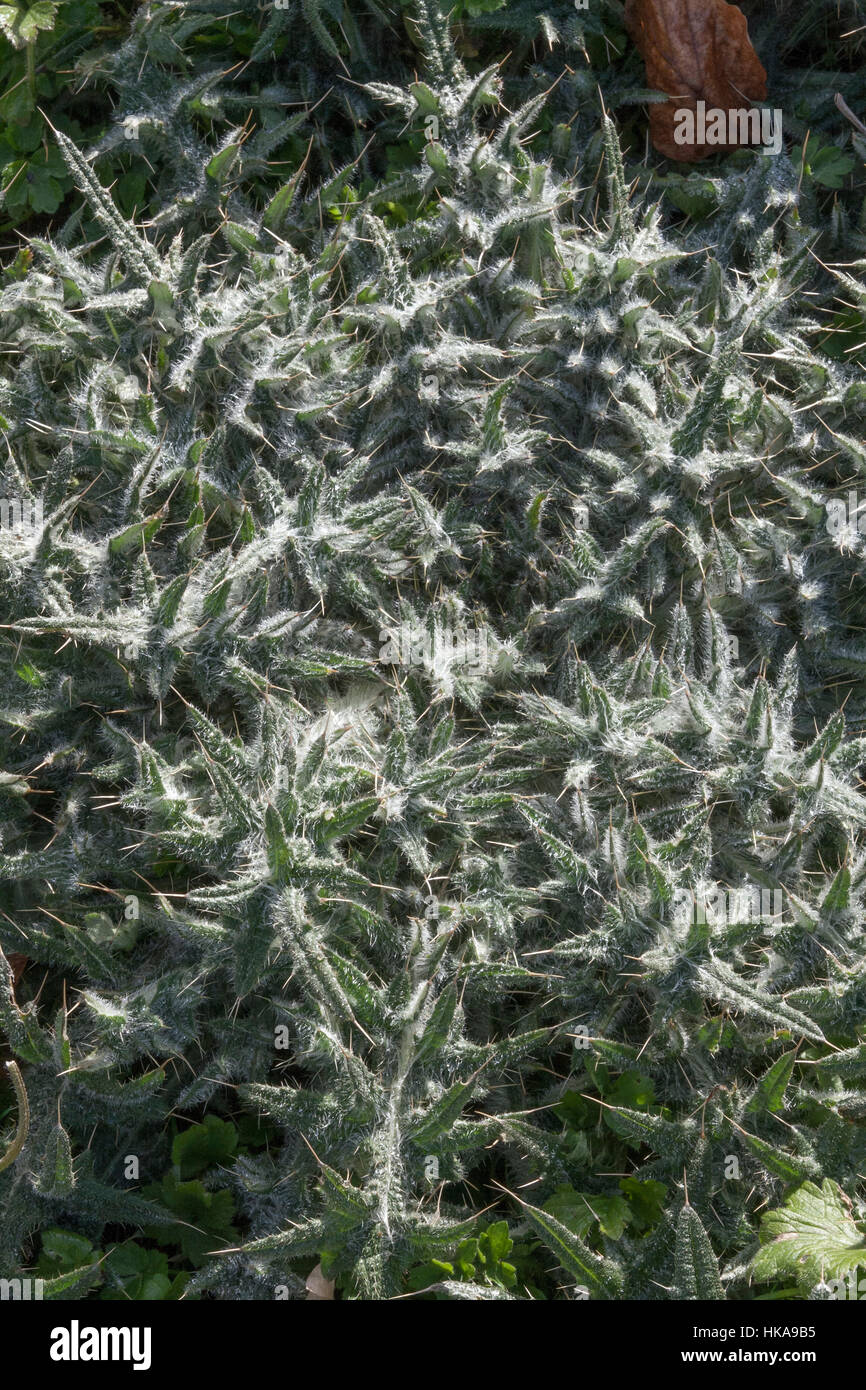 Cirsium Vulgare (Bull Distel) Rosette Bühne Stockfoto