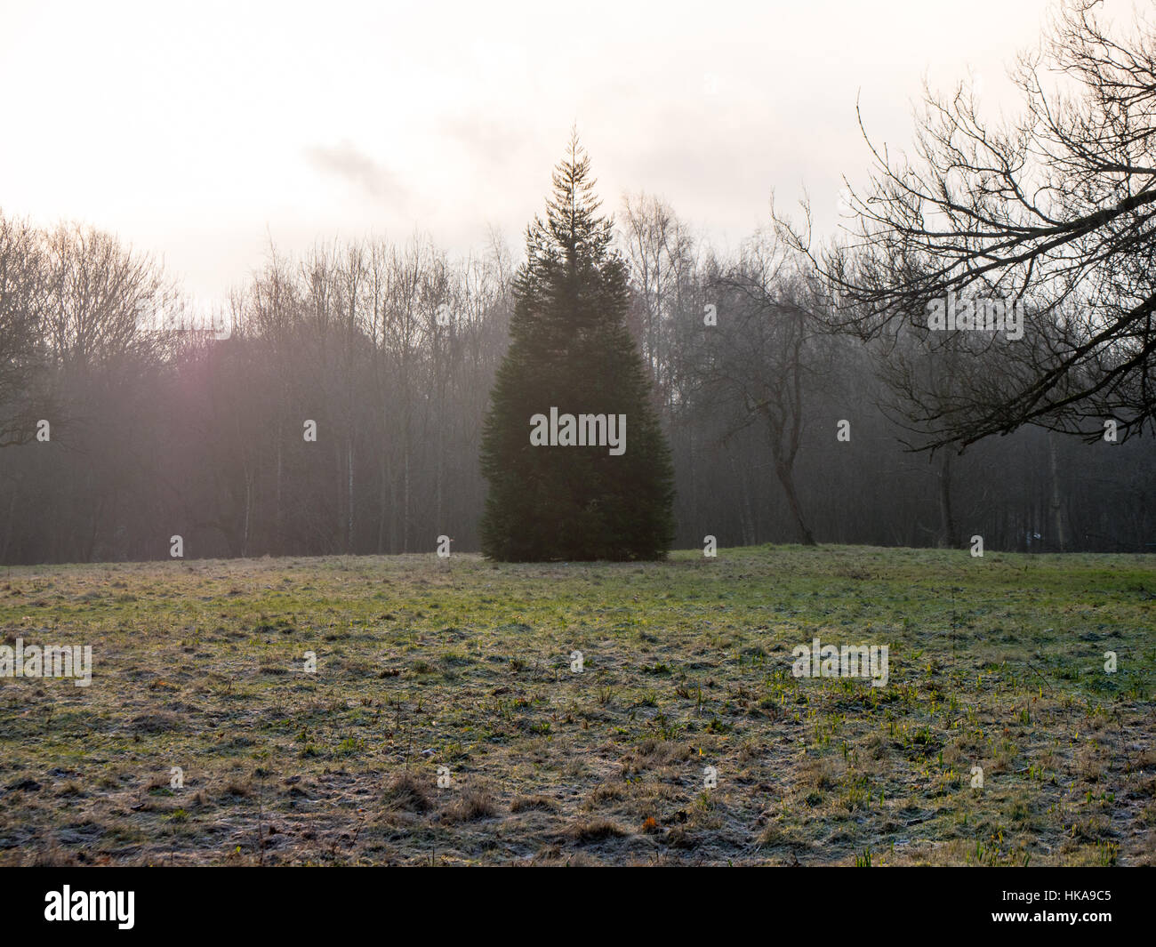 Bäume-Silloutted von der frühen Morgensonne steigt an einem kalten frostigen Morgen in einem Park in Manchester Stockfoto