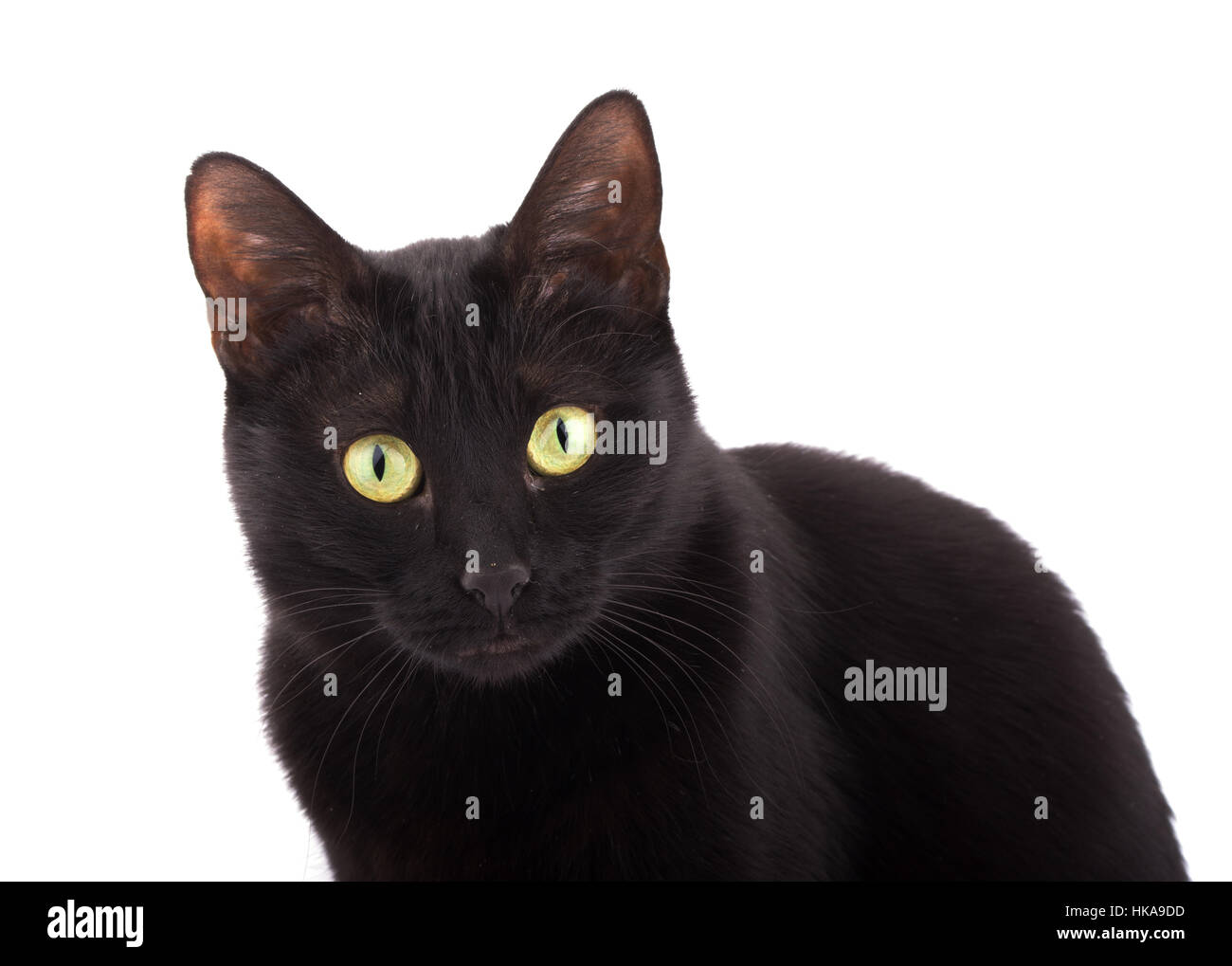Süße schwarze Katze suchen, auf weißem Hintergrund Stockfoto