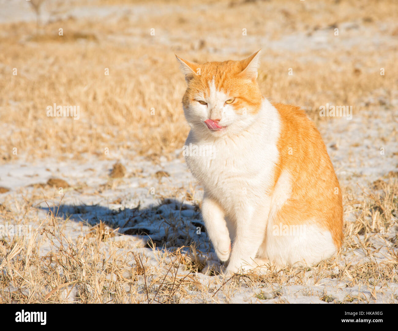 Ingwer-weißer Kater Katze im Schnee an einem sonnigen, kalten Wintertag Stockfoto