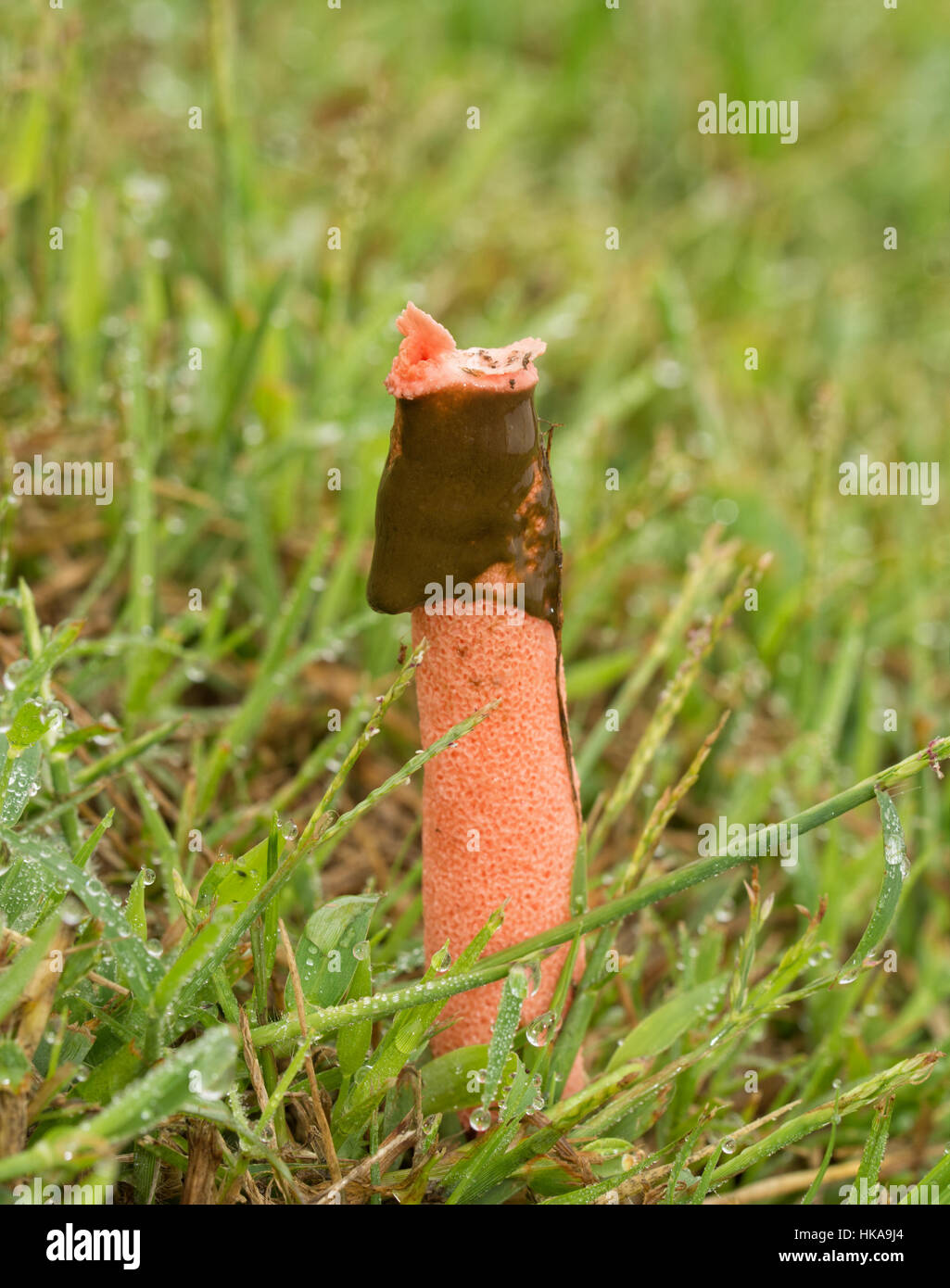 Rosa Stinkmorchel Pilz, Mutinus, mit braunen Schleim zieht fliegen, wächst Gras Stockfoto