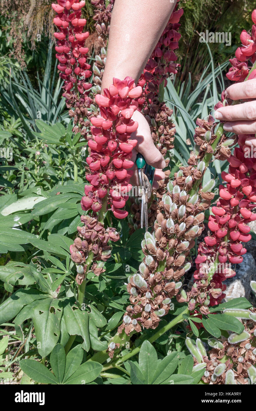 Toten-Rubrik eine Lupine (Lupinus) Stockfoto