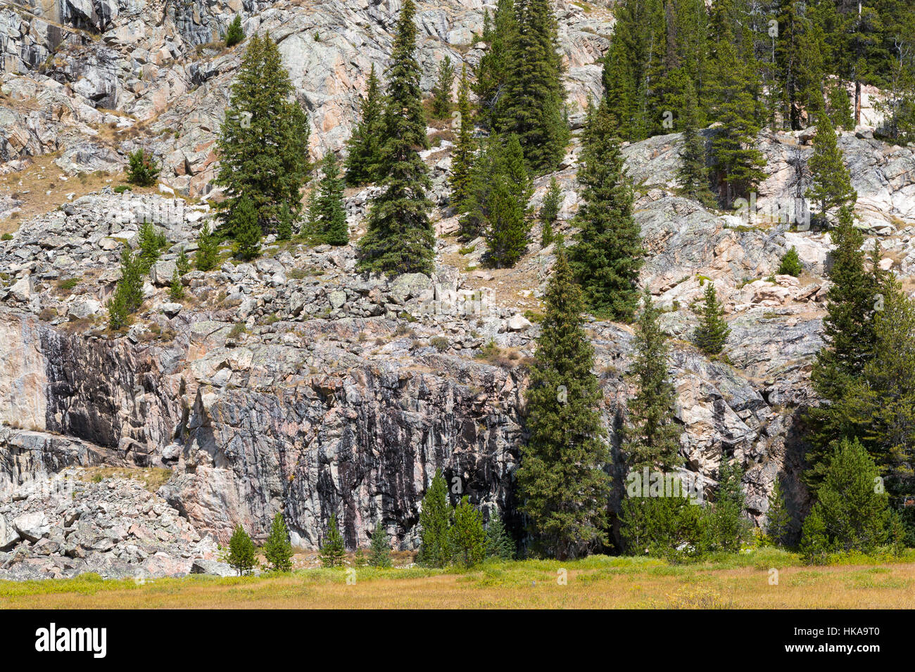Immergrüne Bäume auf Granitfelsen entlang der Beartooth-Rundwanderweg in der Beartooth Mountains. Shoshone National Forest, Wyoming Stockfoto