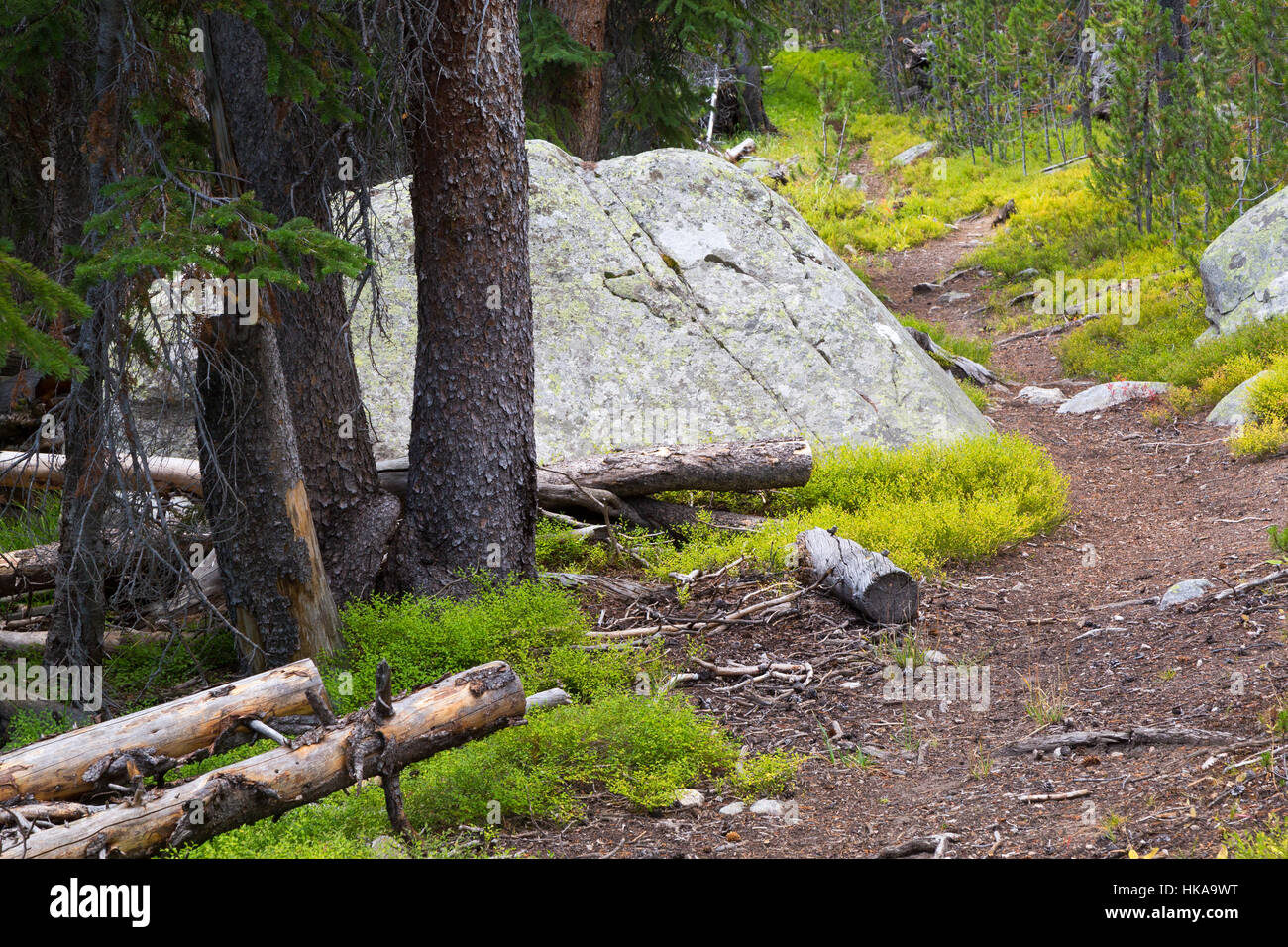 Der Beartooth Loop Trail aufsteigend durch einen immergrünen Wald in der Beartooth Mountains. Shoshone National Forest, Wyoming Stockfoto