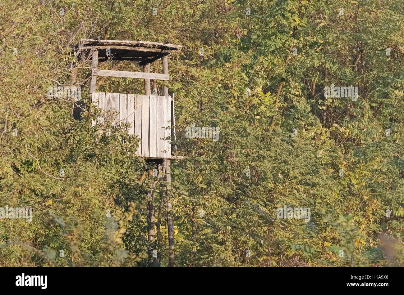 Hölzerne Jäger hoch Stand in den Wald-Tag Stockfoto