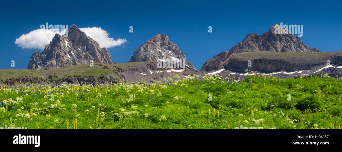 Der Grand, Mitte und Süden Teton Gipfeln über Wildblumen entlang des Teufels Treppen. Jedediah Smith Wildnis, Wyoming Stockfoto