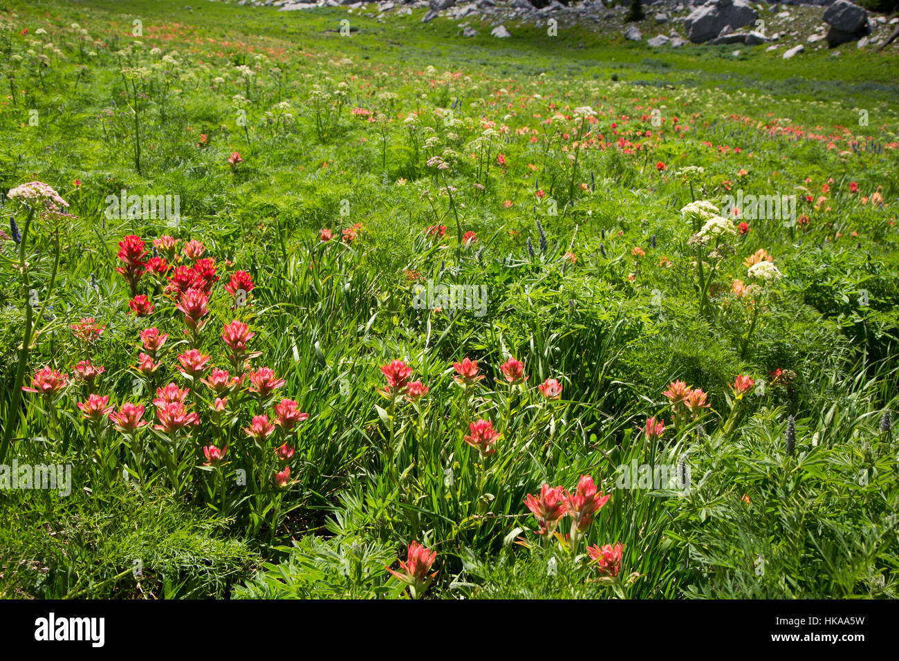 Indian Paintbrush mit Cowparsnip auf einer Wiese entlang des Teufels Treppen. Jedediah Smith Wildnis, Wyoming Stockfoto