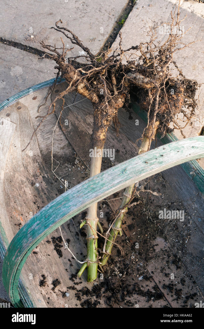 Aufhebung der Dahlien - Knollen Prop Kopf für eine Woche an einem trockenen Ort Stockfoto