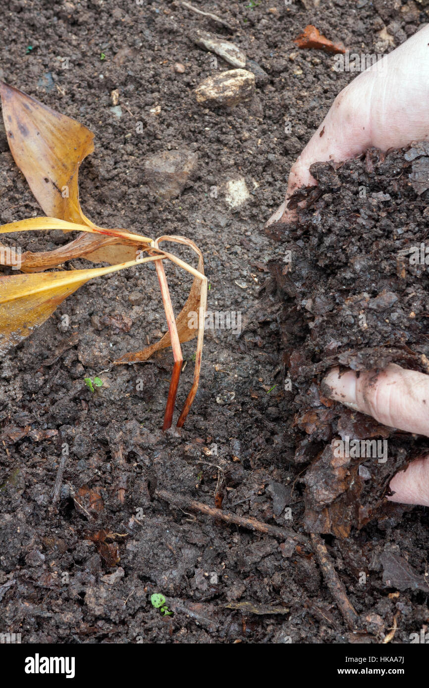 Pflanzen Convallariaarten Majalis (Maiglöckchen) Rhizome - Mulchen mit Blatt-Form Stockfoto