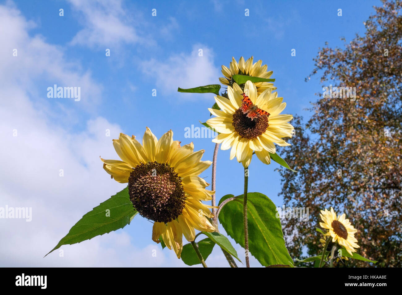 Sonnenblume mit Schmetterling Stockfoto