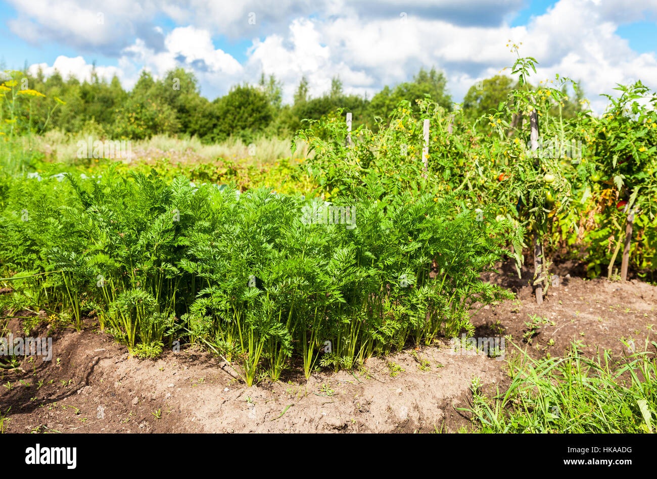Kulturlandschaft mit Bio-Gemüsegarten im sonnigen Sommertag Stockfoto